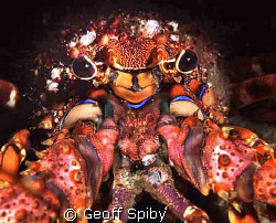 east coast rock lobster, Aliwal Shoal, South Africa by Geoff Spiby 